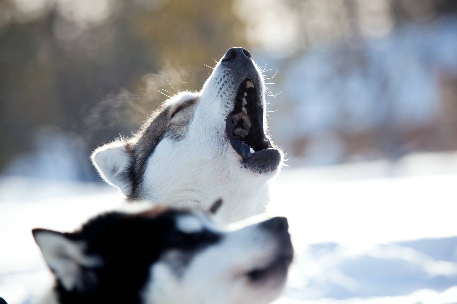 huskies salla 